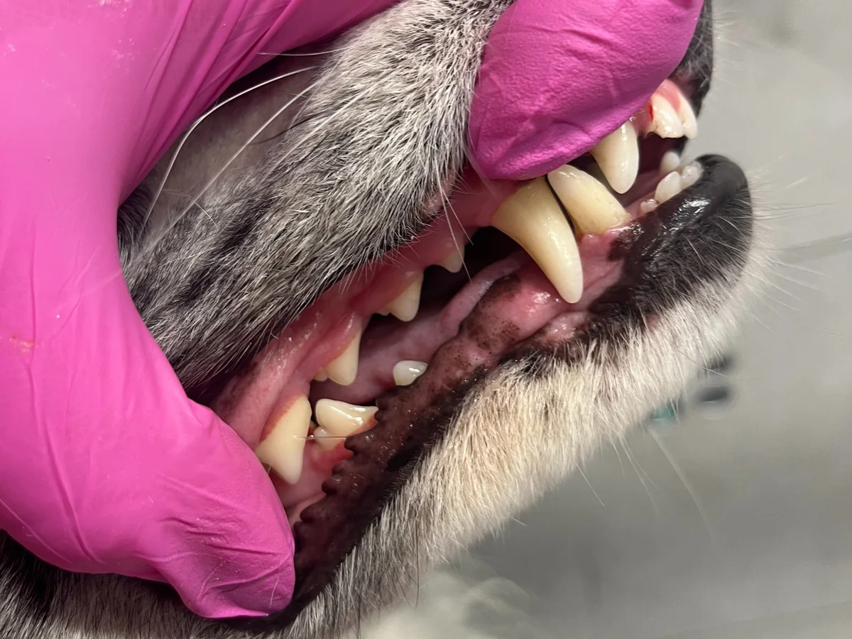 Čistší chrup psa po dentální hygieně