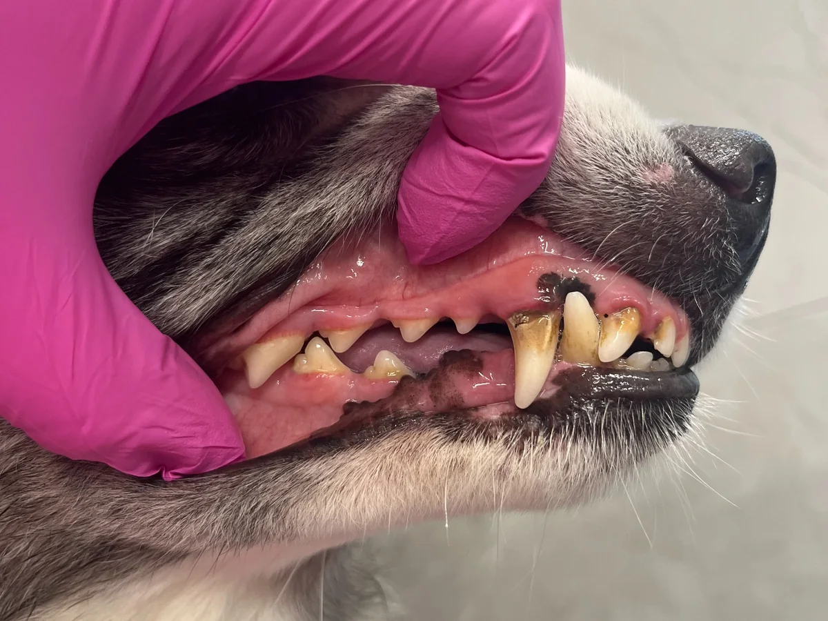 Chrup psa před dentální hygienou se zubním kamenem